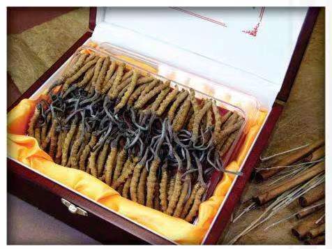 册亨冬虫夏草回收